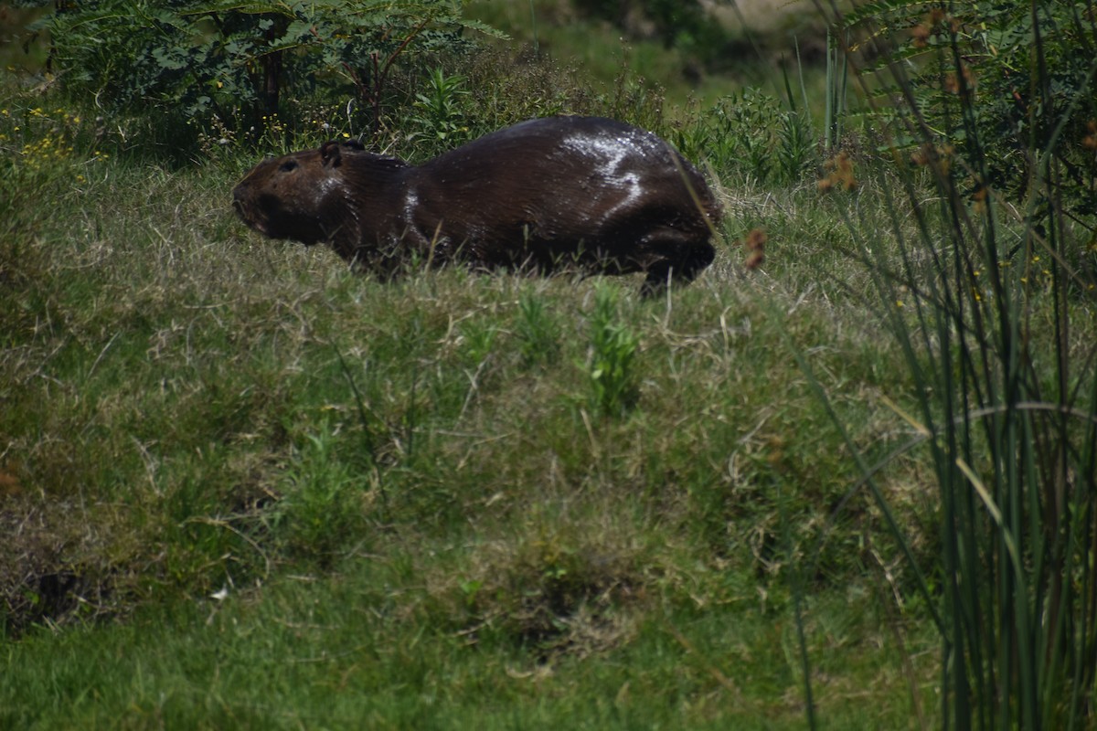 Capibara - ML646581132