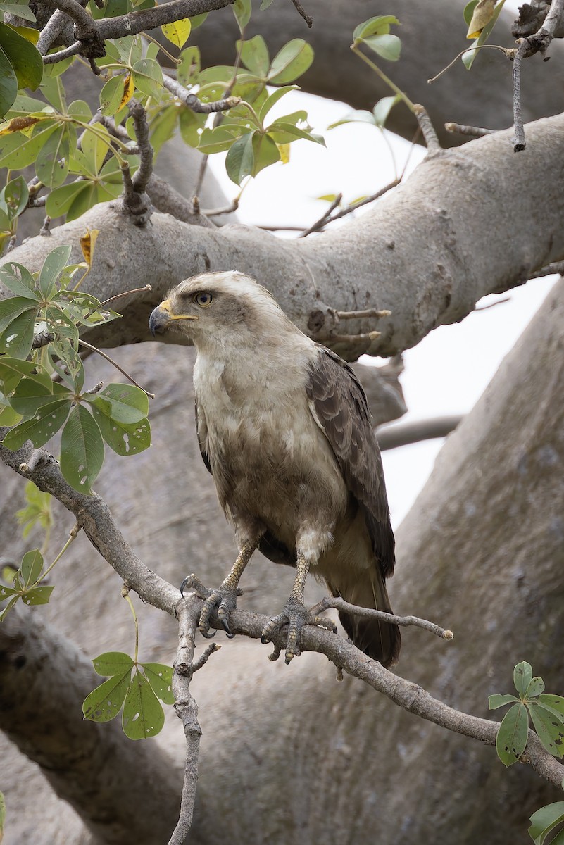 Змієїд бурогрудий - ML646581134