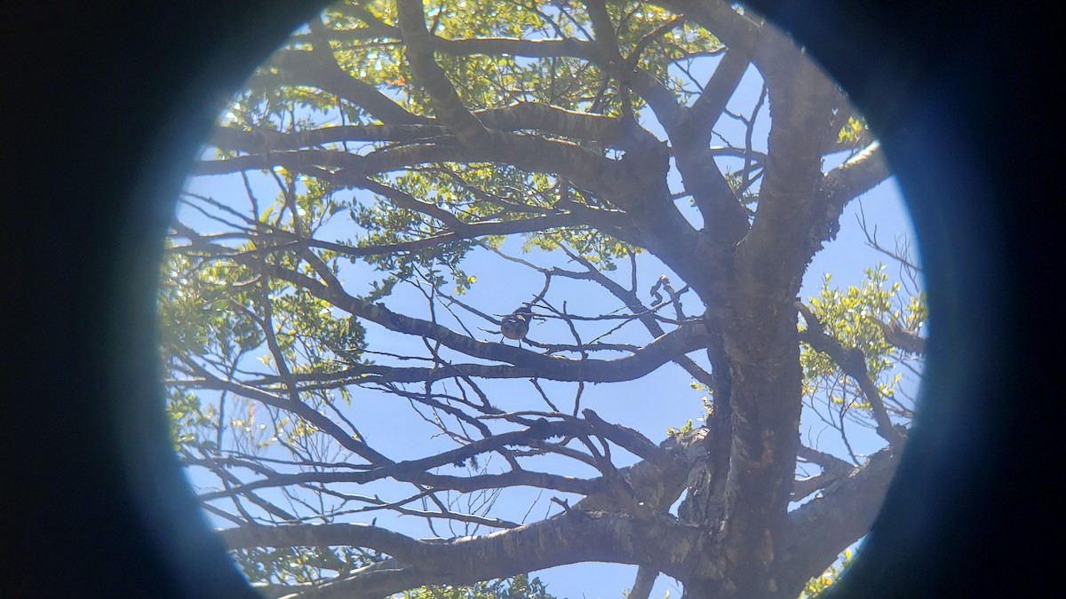 Patagonian Sierra Finch - ML646581137