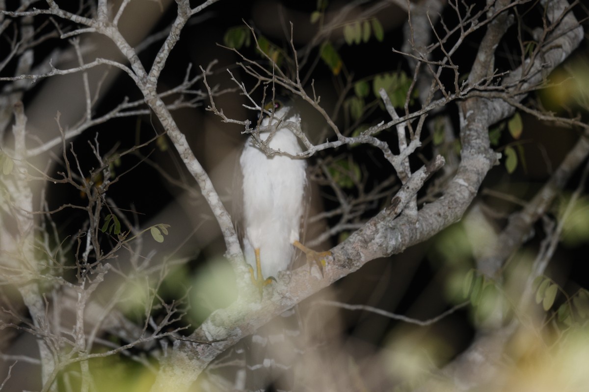Carnifex à collier - ML646581138