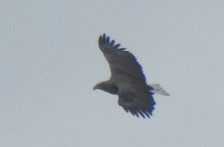 Seeadler - ML646581140