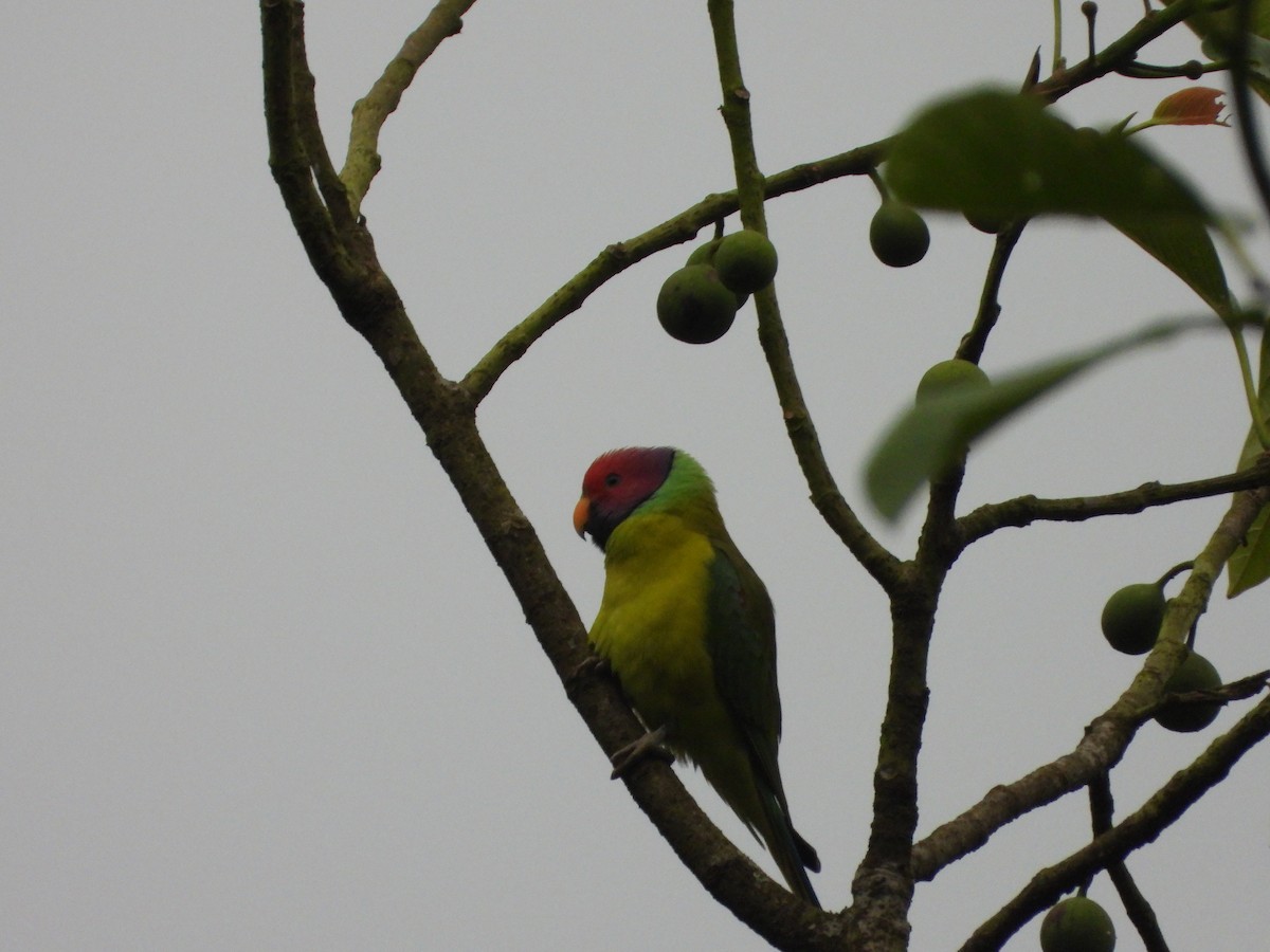 Perruche à tête prune - ML646581141