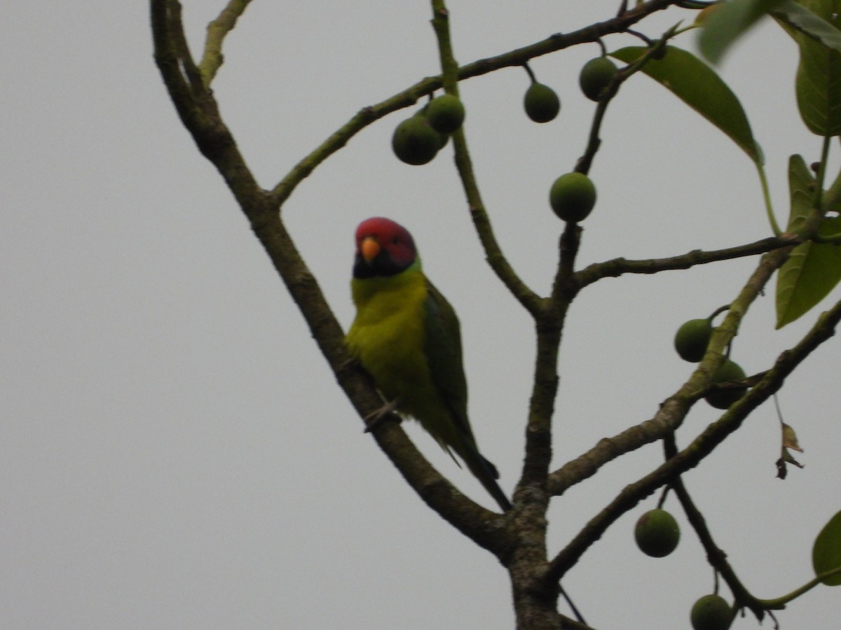Perruche à tête prune - ML646581142