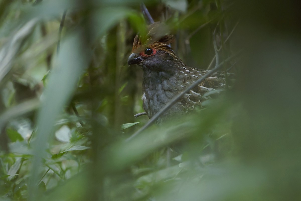 křepel šedobřichý - ML646581144