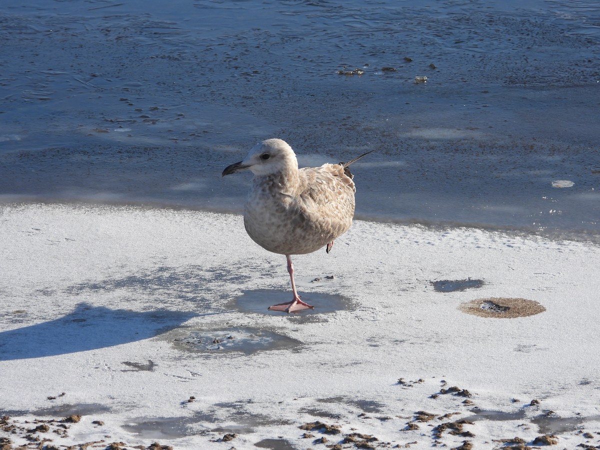 gull sp. - ML646581155