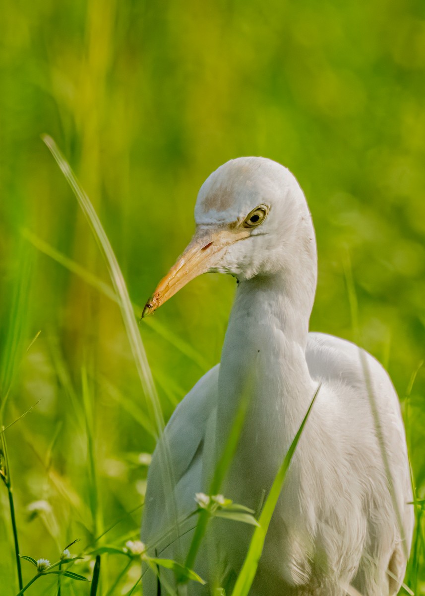 Eastern Cattle-Egret - ML646581158