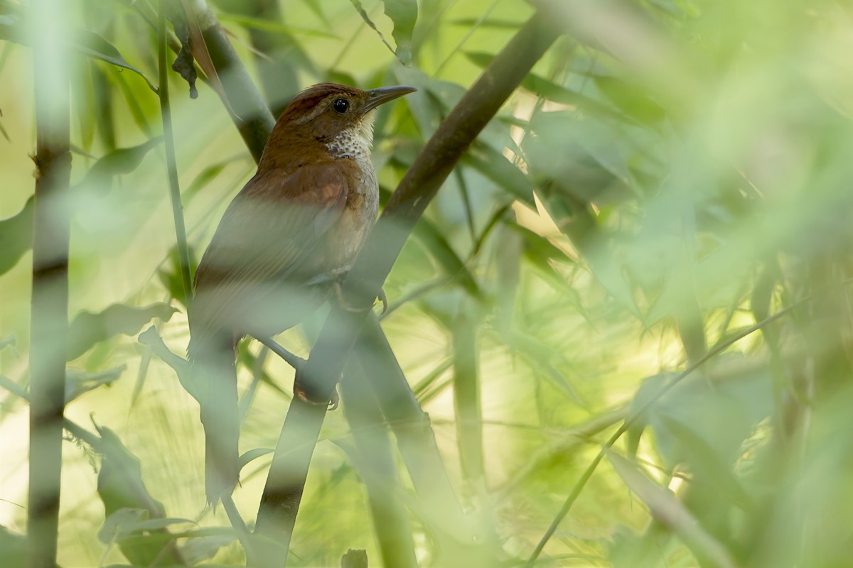 Canebrake Groundcreeper - ML646581160