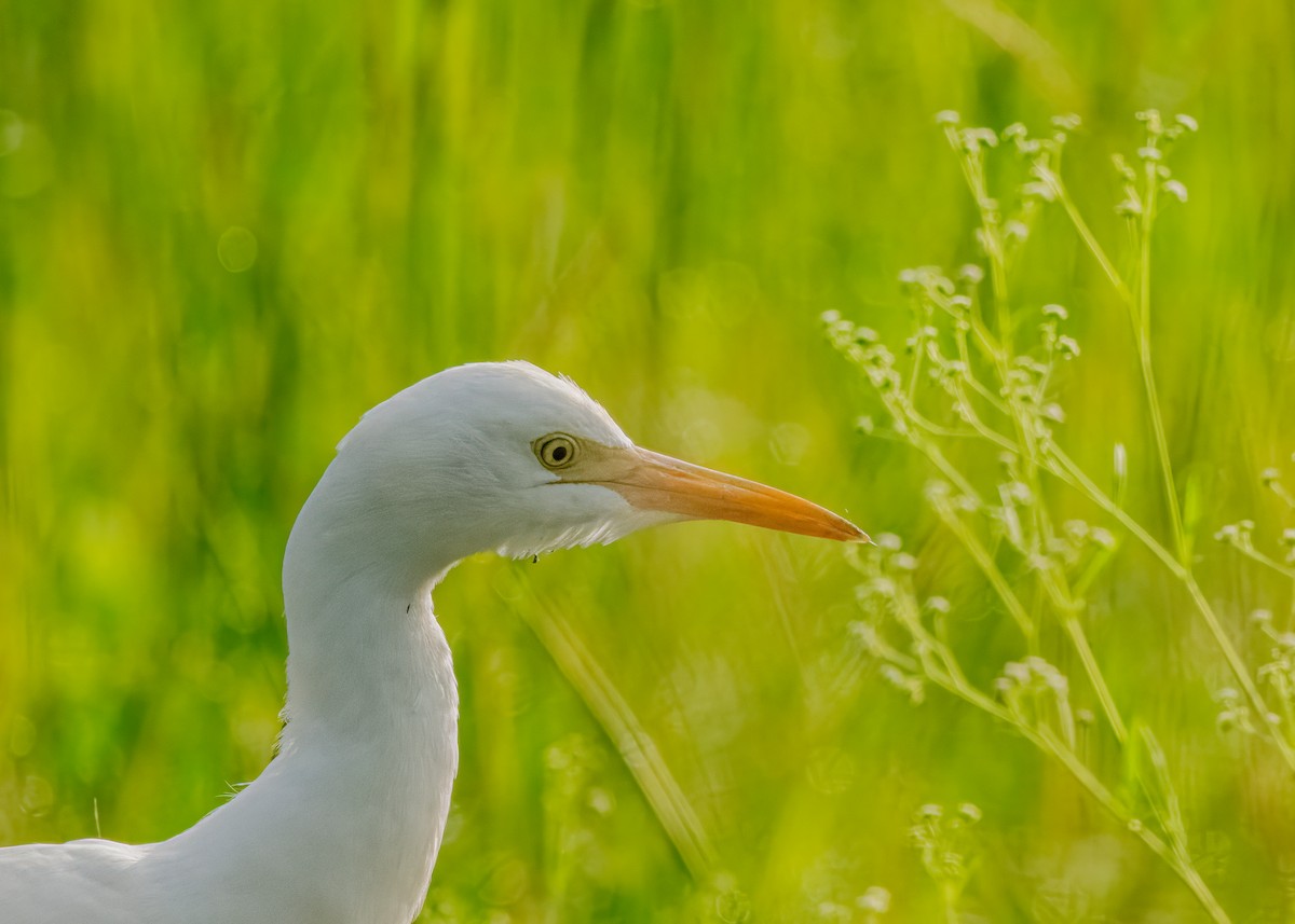 Eastern Cattle-Egret - ML646581162