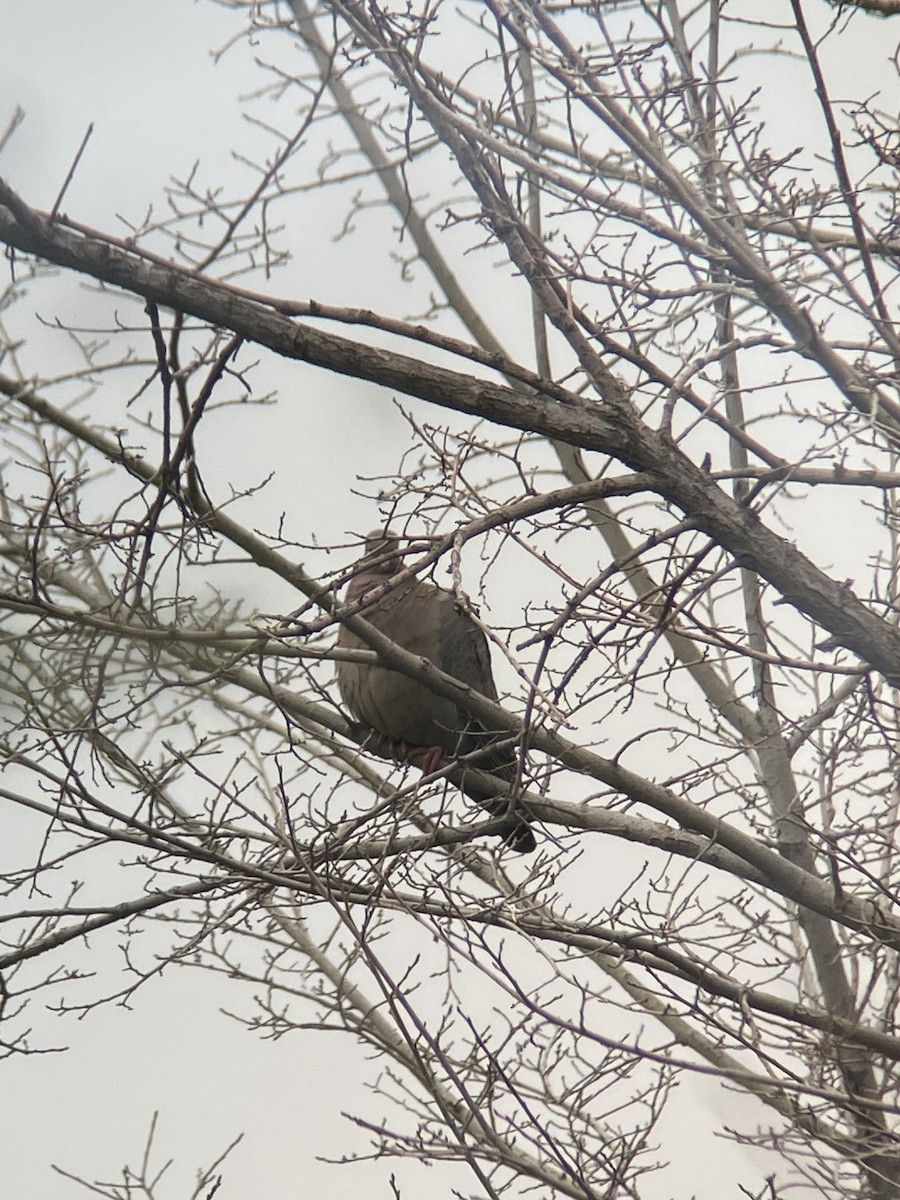 holub pikazuro - ML646581164