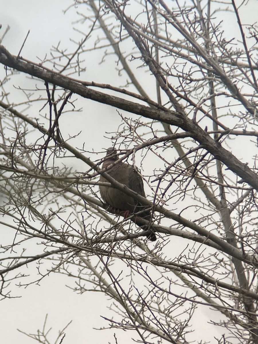 holub pikazuro - ML646581165