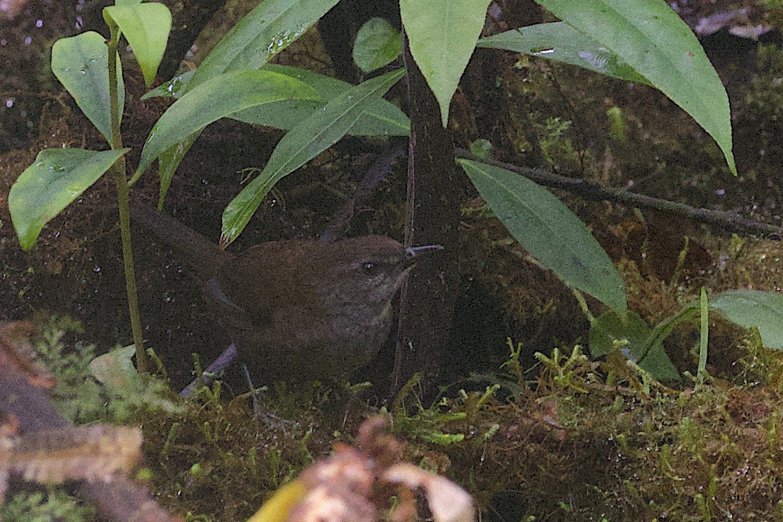 Locustelle de Taliabu - ML646581166