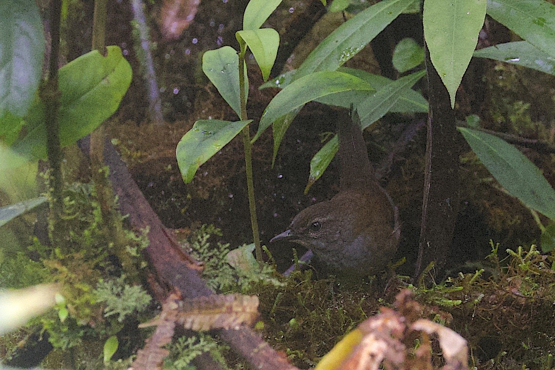 Locustelle de Taliabu - ML646581167