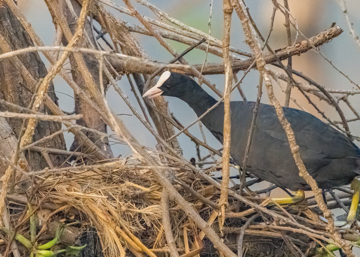 Eurasian Coot - ML646581170