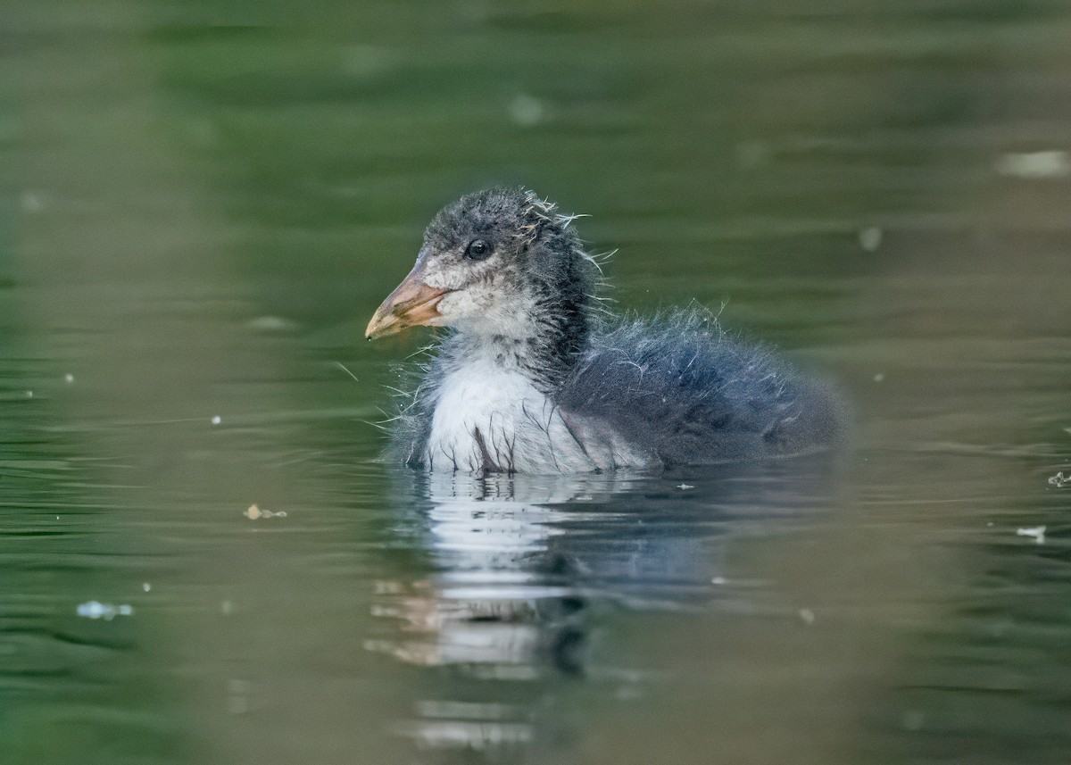 Eurasian Coot - ML646581171