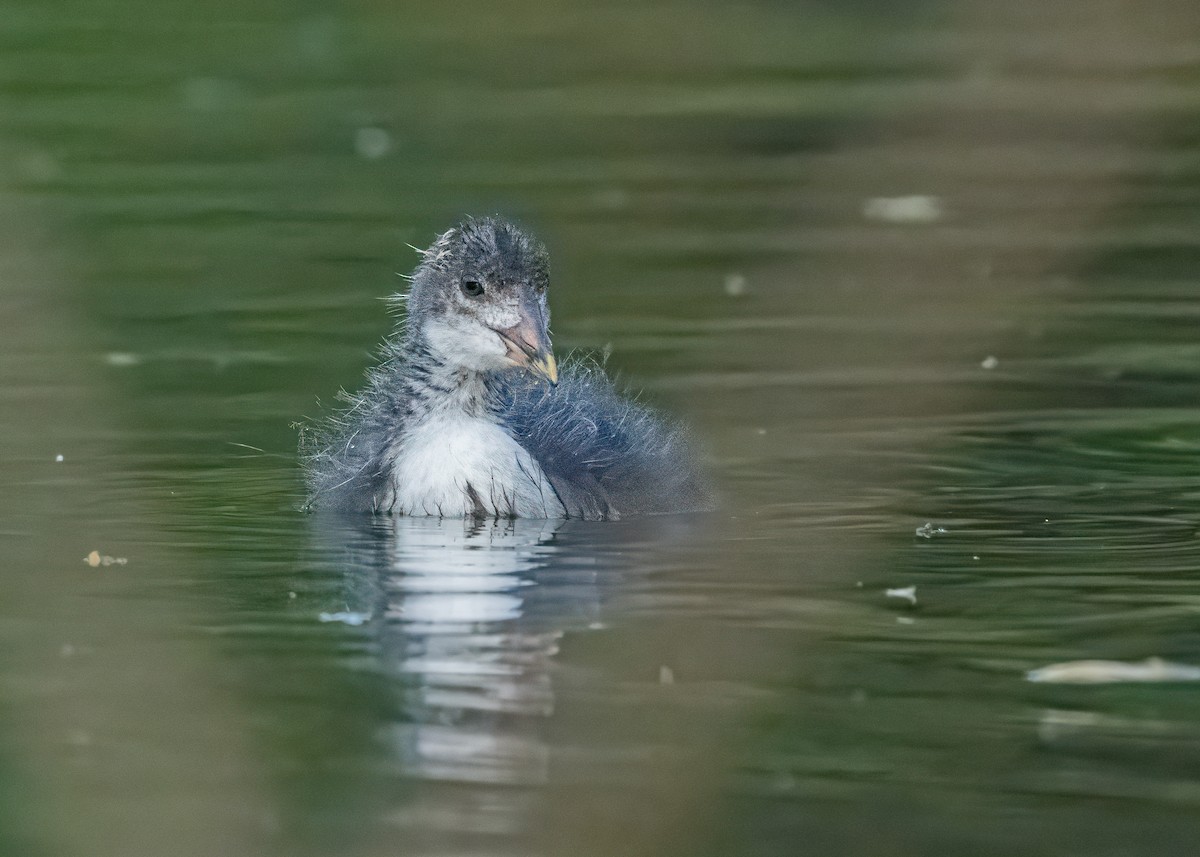 Eurasian Coot - ML646581172