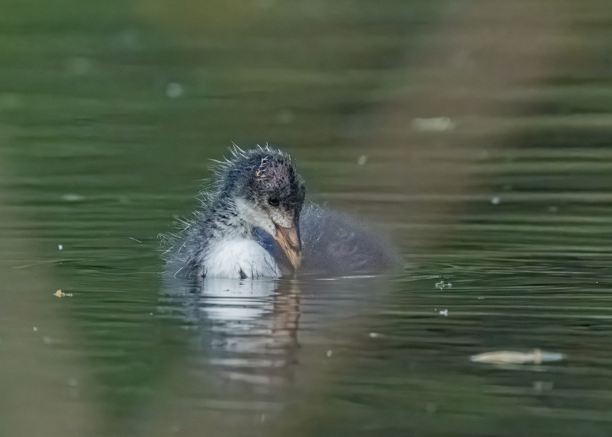 Eurasian Coot - ML646581173