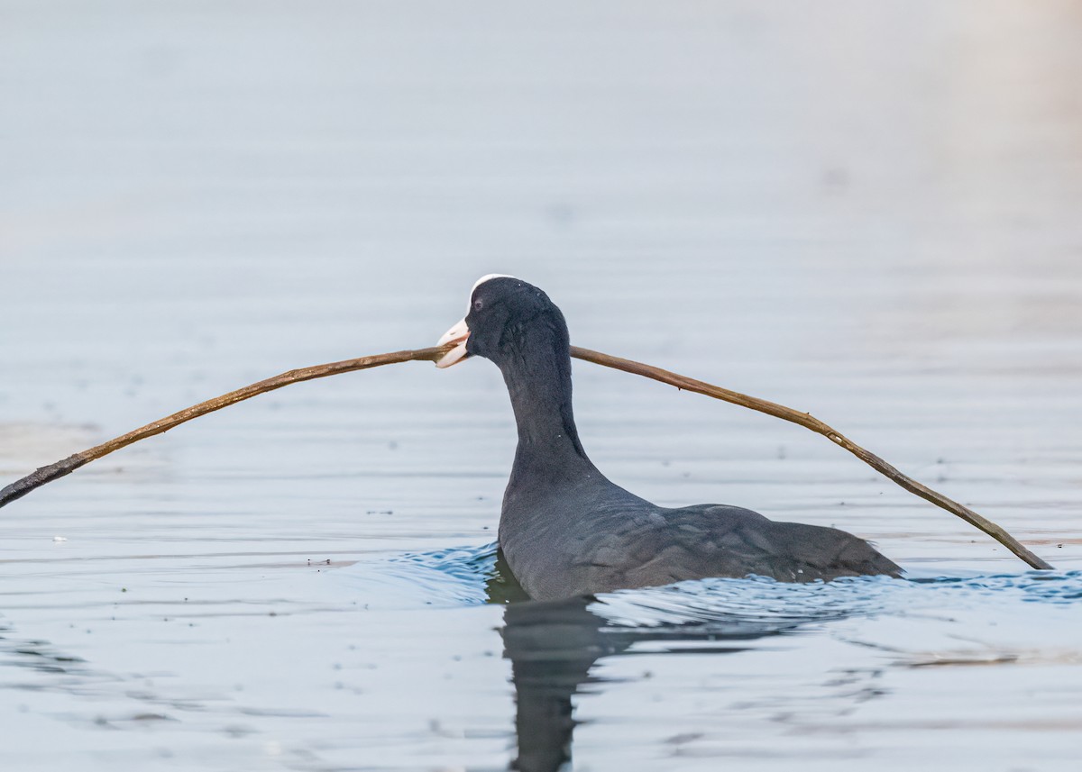 Eurasian Coot - ML646581175