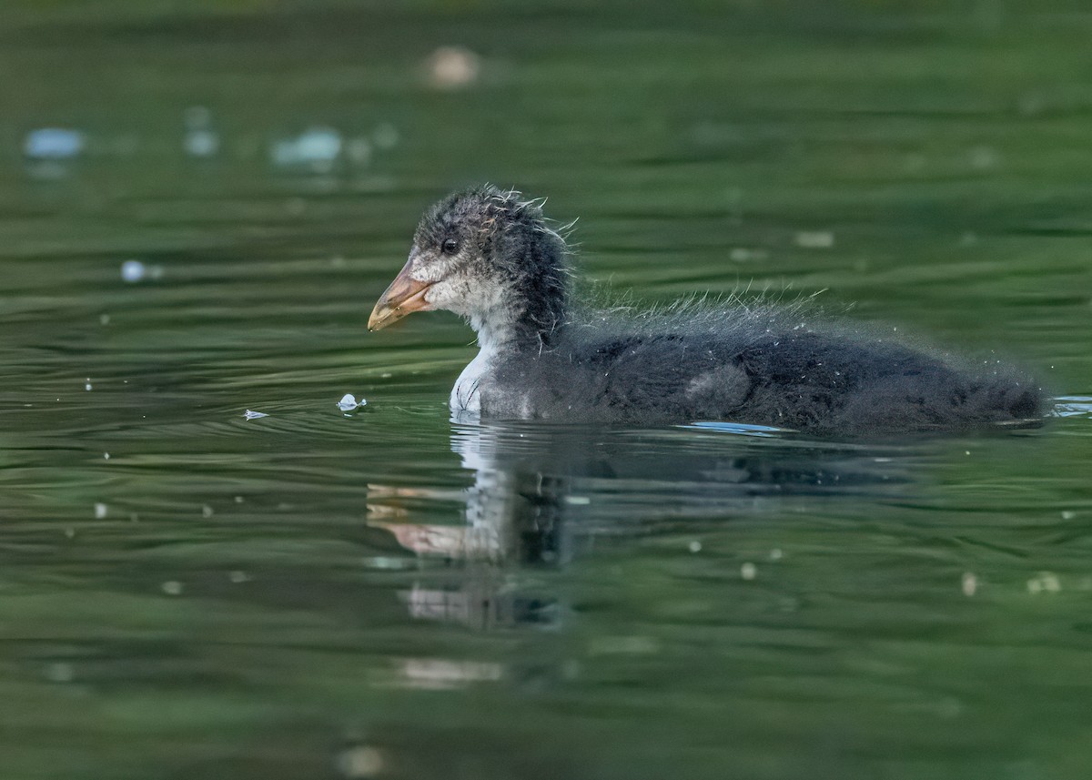 Eurasian Coot - ML646581176