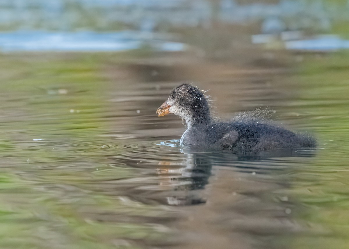 Eurasian Coot - ML646581177