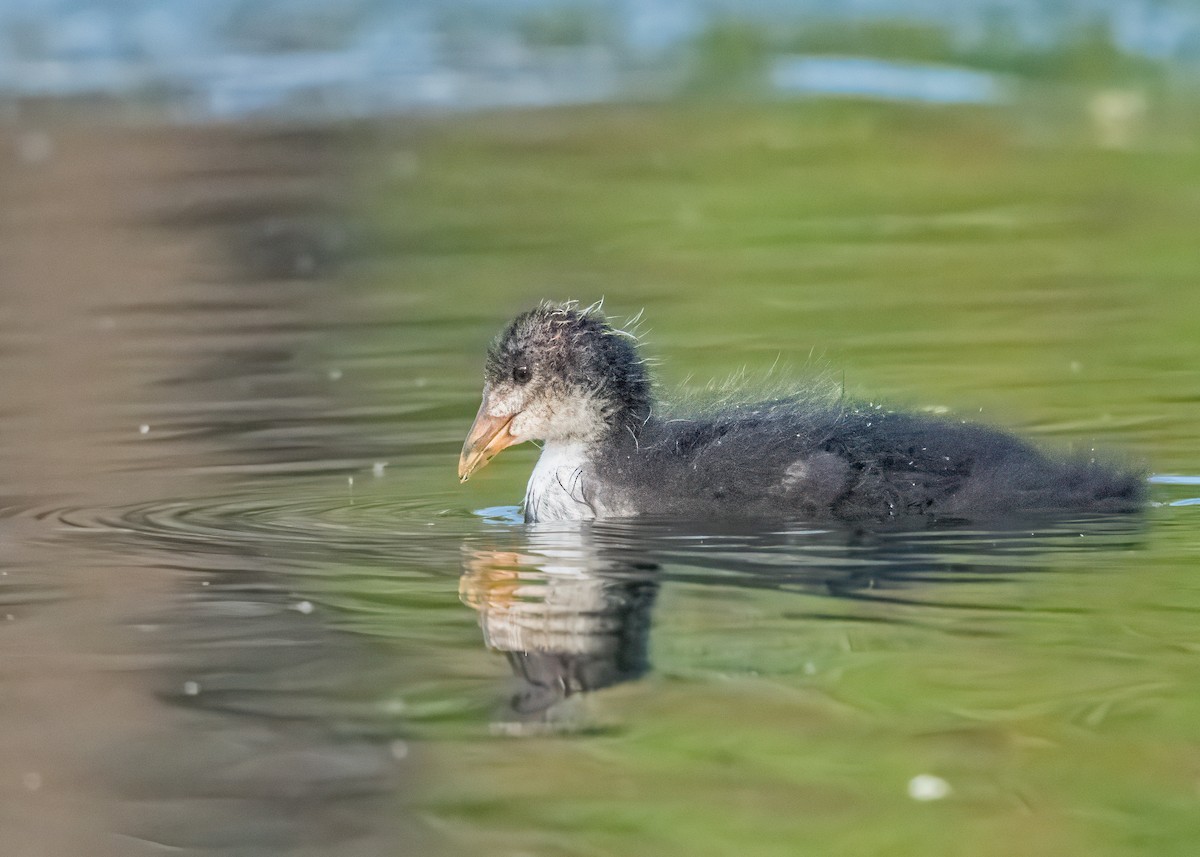 Eurasian Coot - ML646581178
