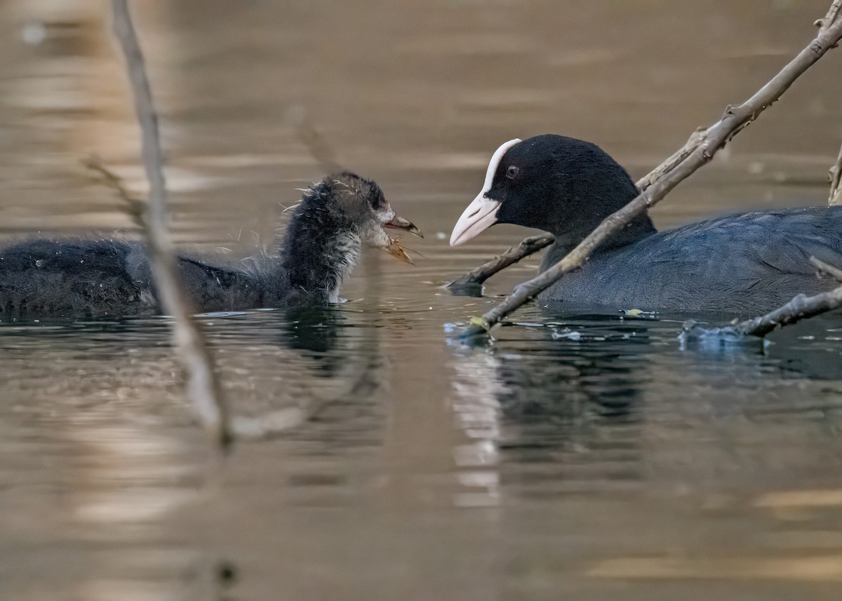 Eurasian Coot - ML646581179