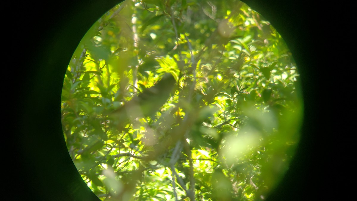 White-crested Elaenia - ML646581180