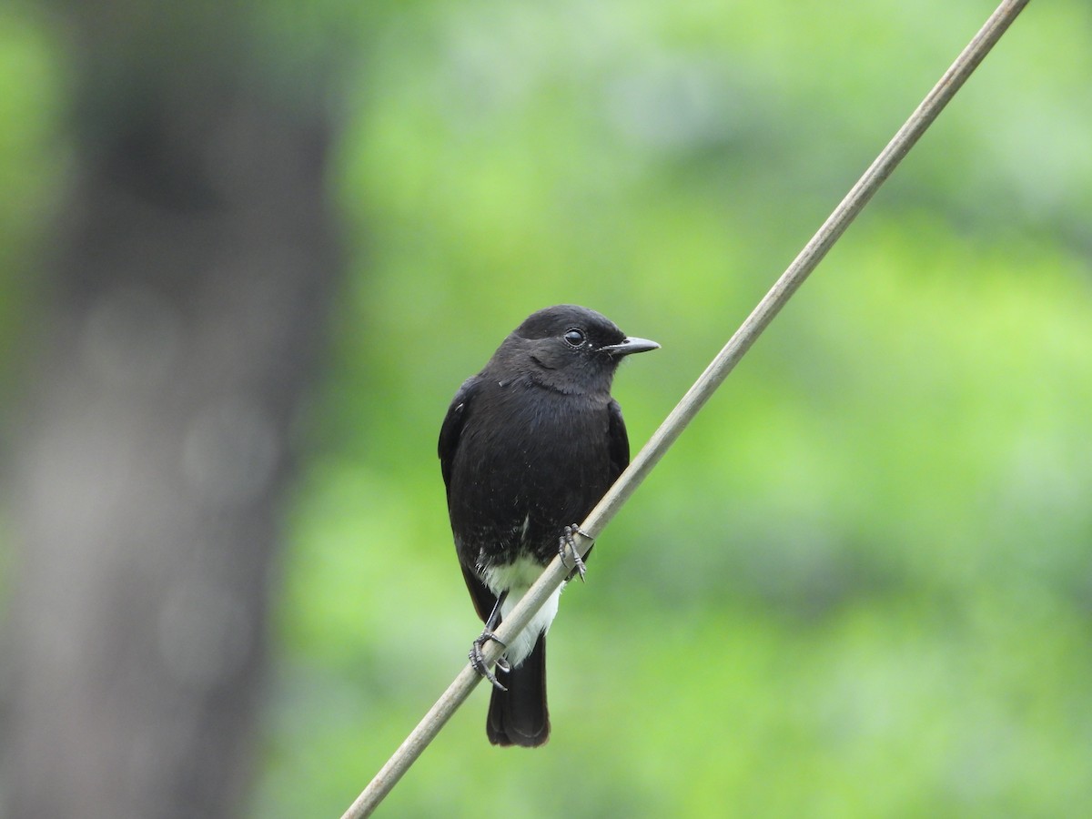 Pied Bushchat - ML646581181