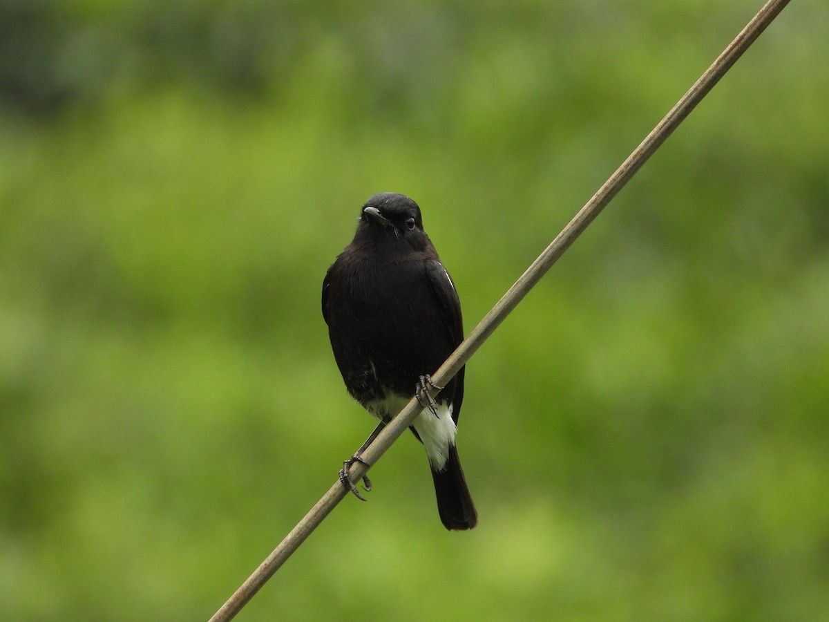 Pied Bushchat - ML646581182