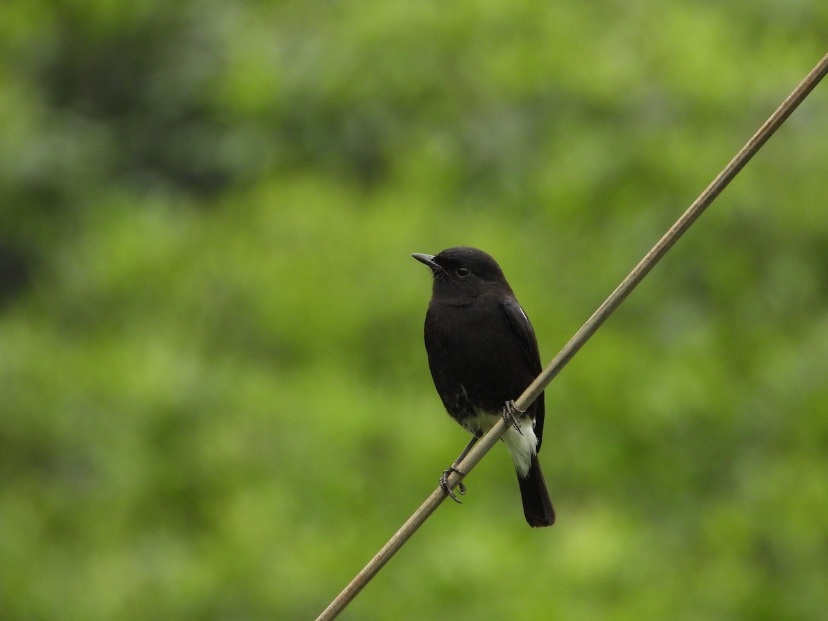 Pied Bushchat - ML646581183