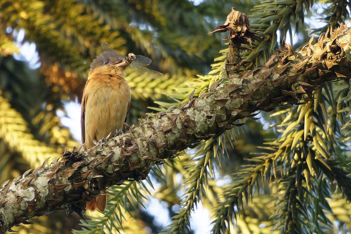 Crested Becard - ML646581184