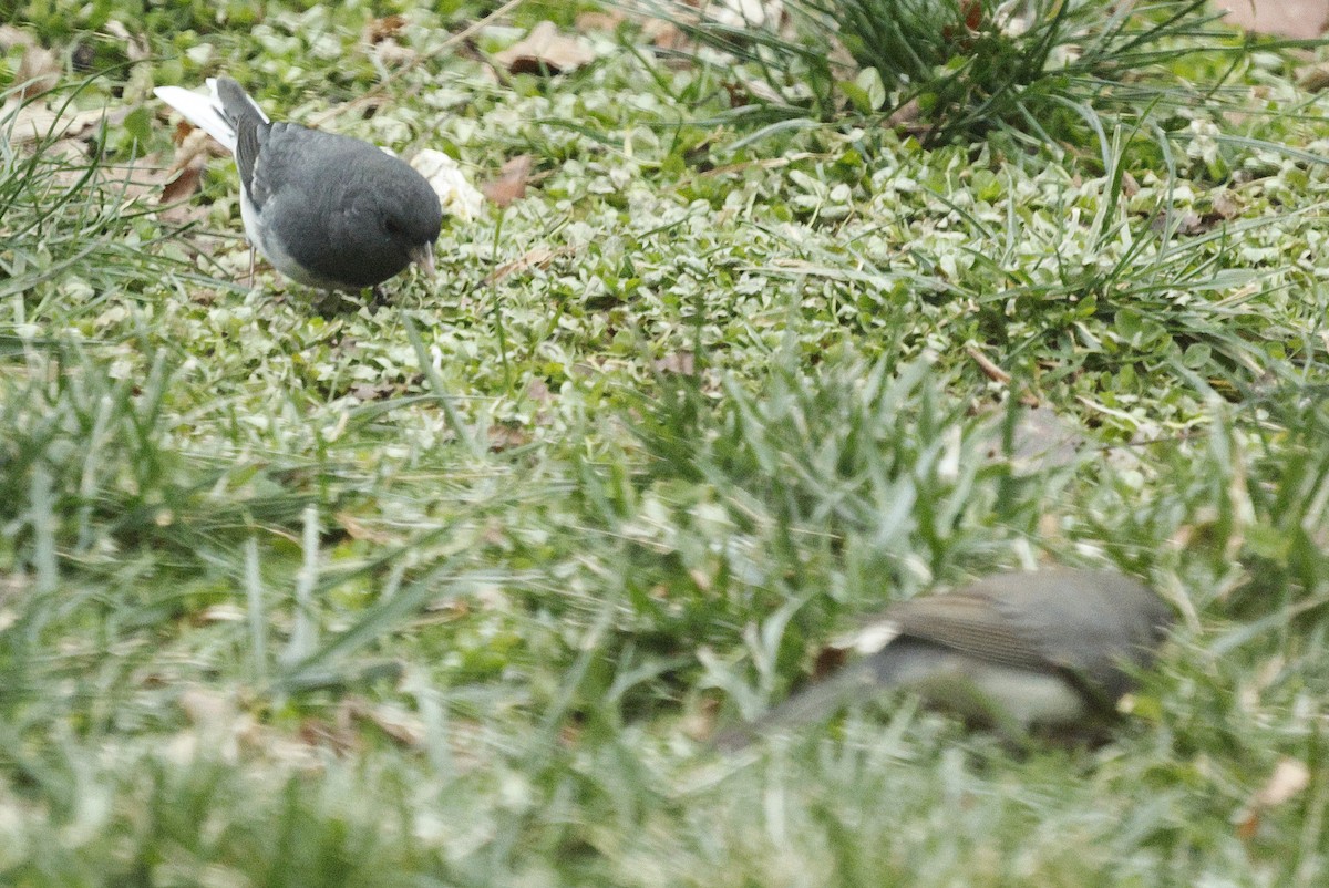 Dark-eyed Junco - ML646581187