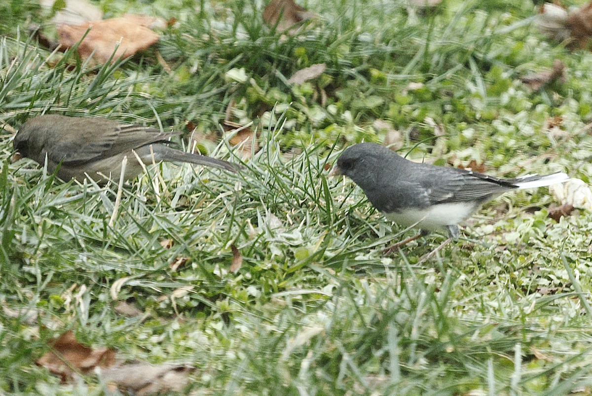 Dark-eyed Junco - ML646581188