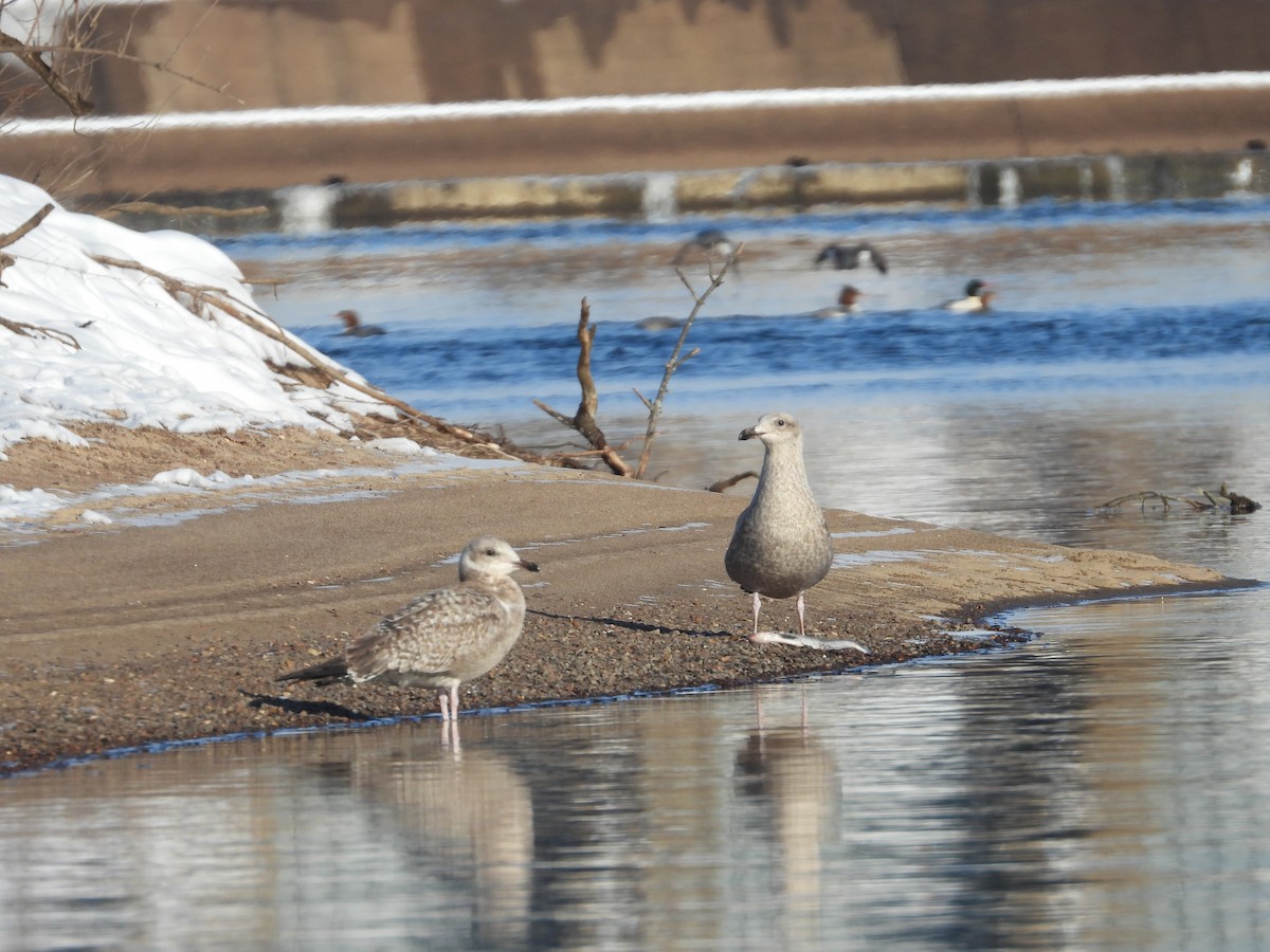 gull sp. - ML646581190