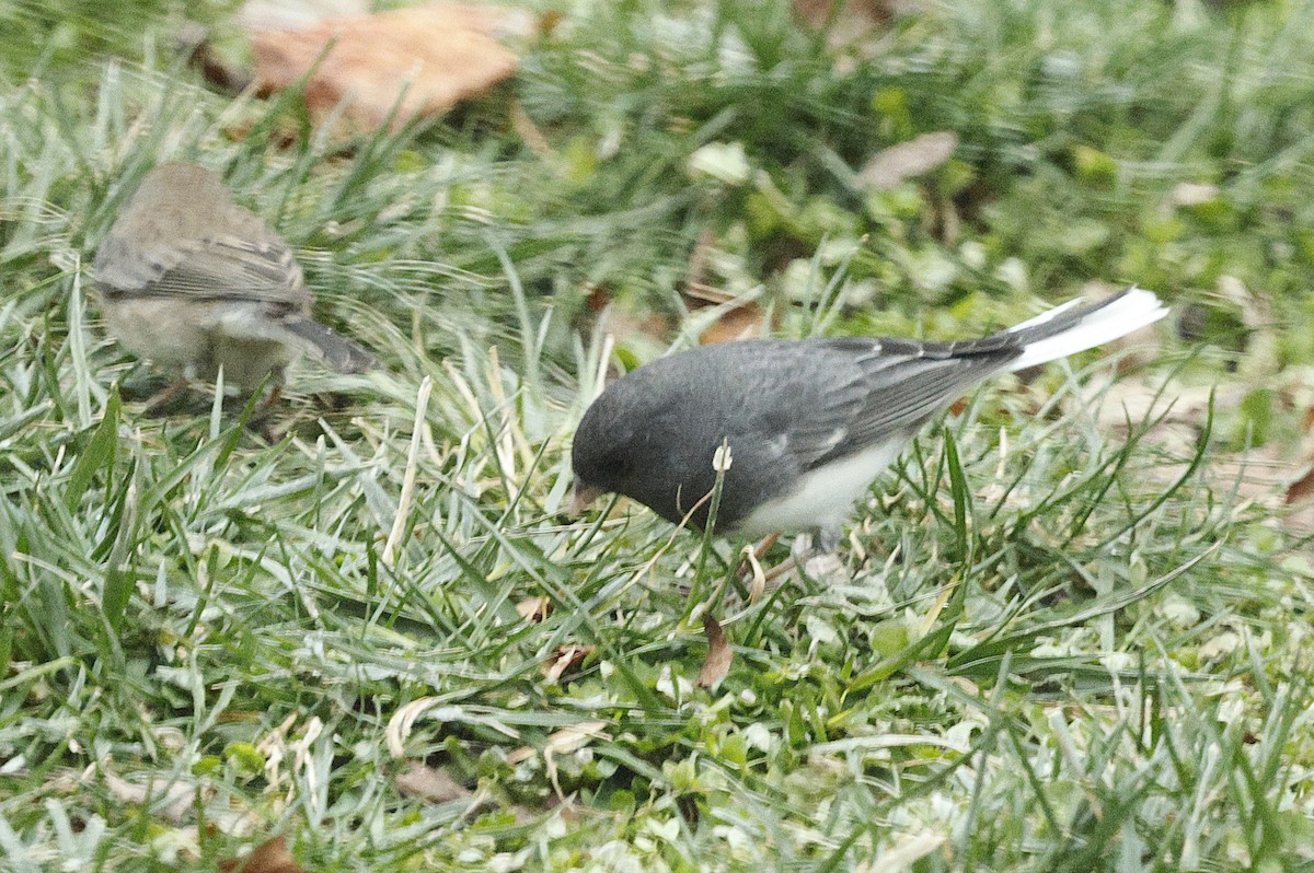 Dark-eyed Junco - ML646581194