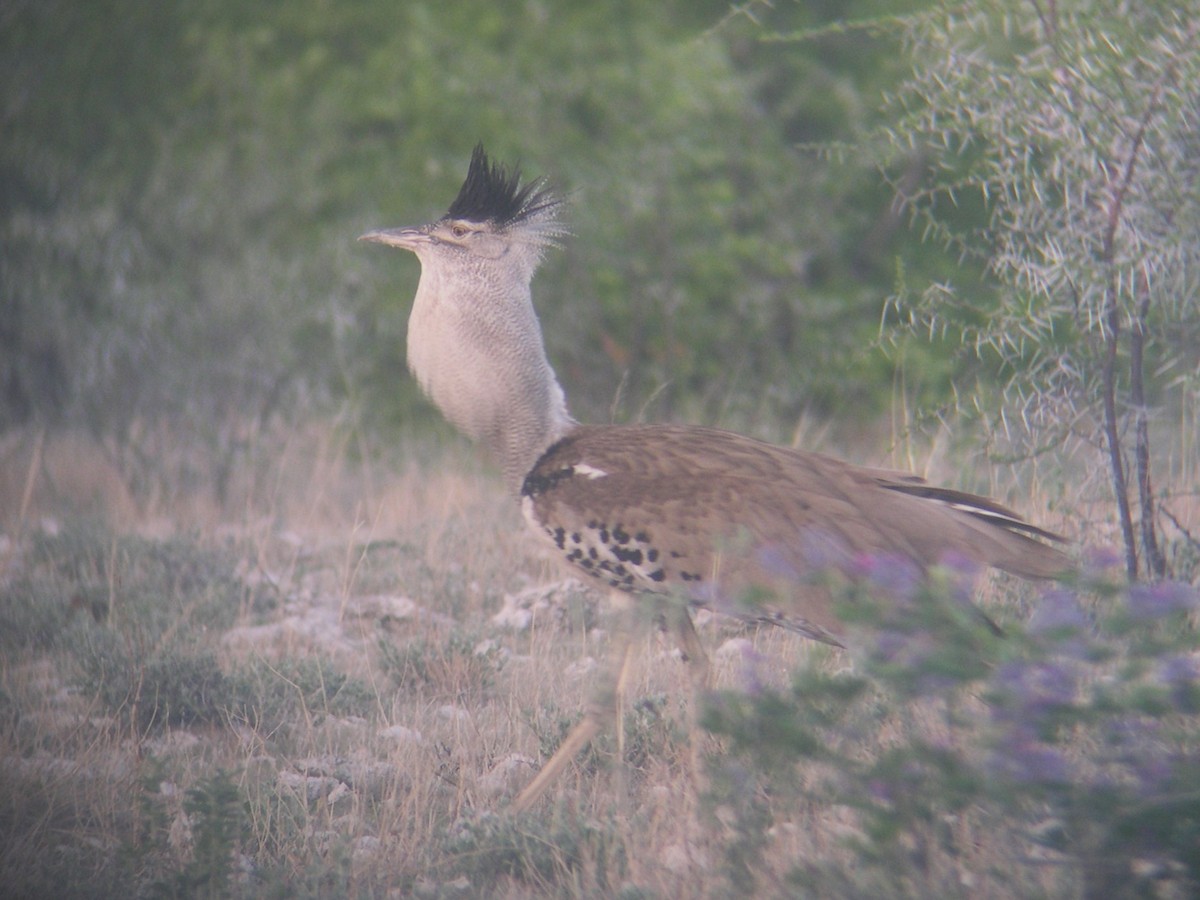 アフリカオオノガン - ML646581195