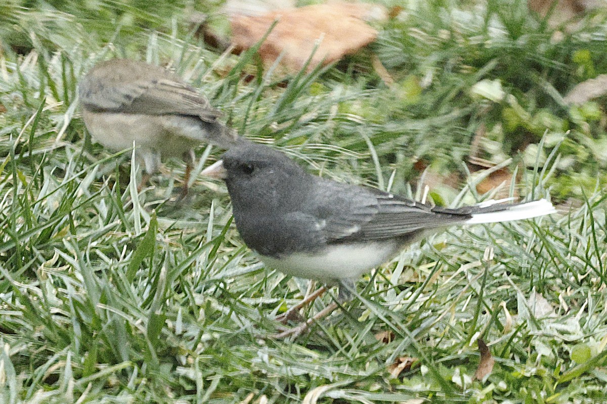 Dark-eyed Junco - ML646581200