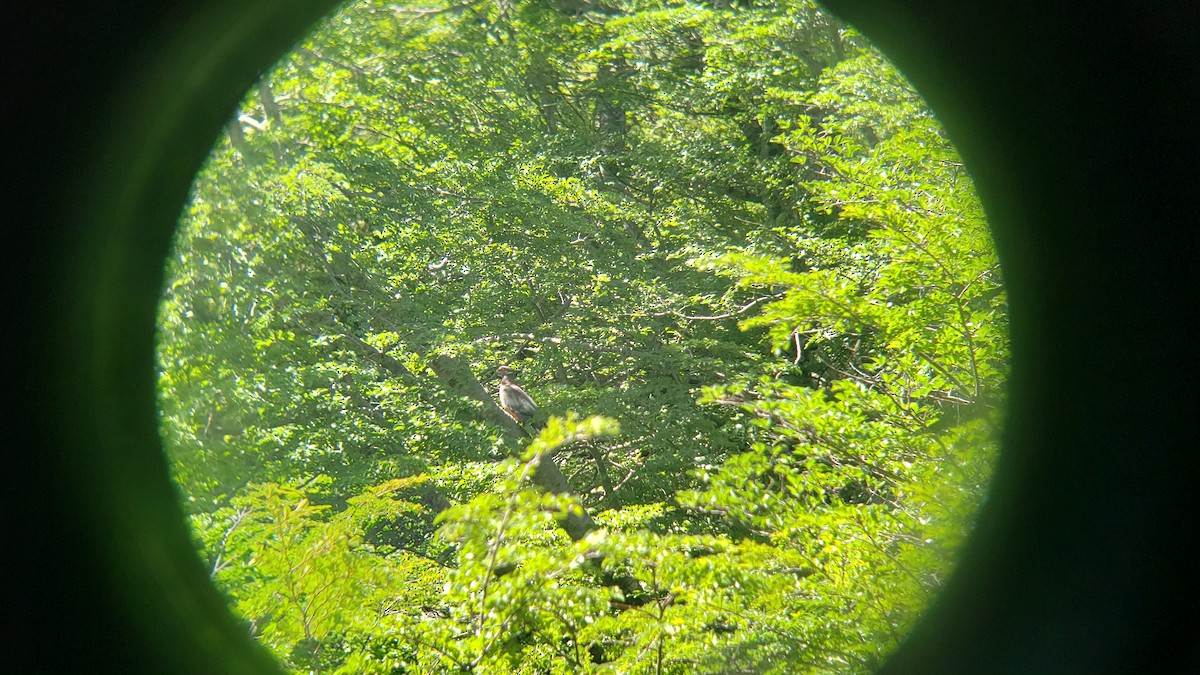 Chilean Pigeon - ML646581202