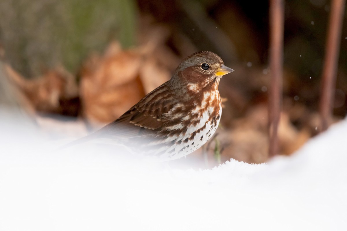 Chingolo Zorruno (iliaca/zaboria) - ML646581204
