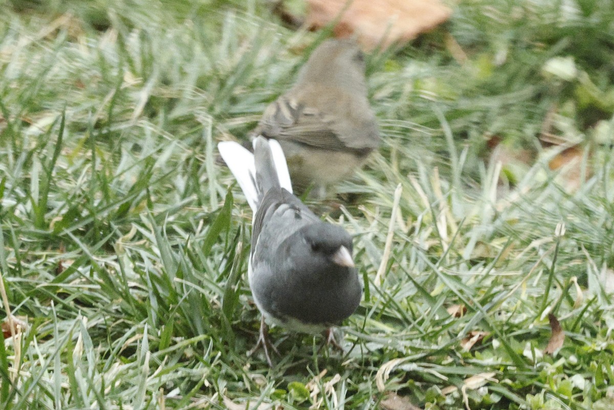 Dark-eyed Junco - ML646581206