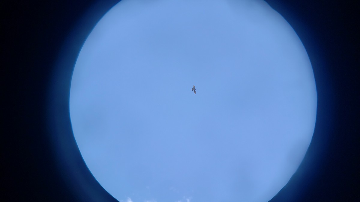 White-throated Hawk - ML646581215