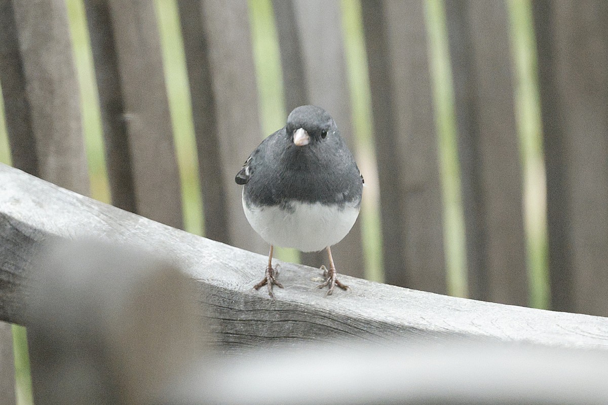 Dark-eyed Junco - ML646581216