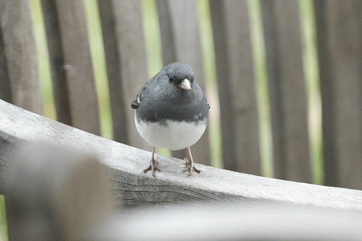 Dark-eyed Junco - ML646581217