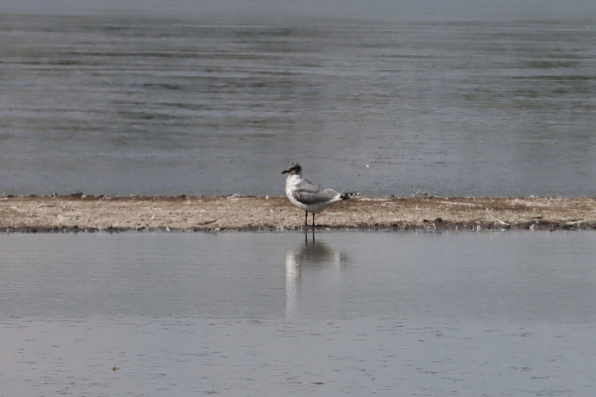 Franklin's Gull - ML646581218