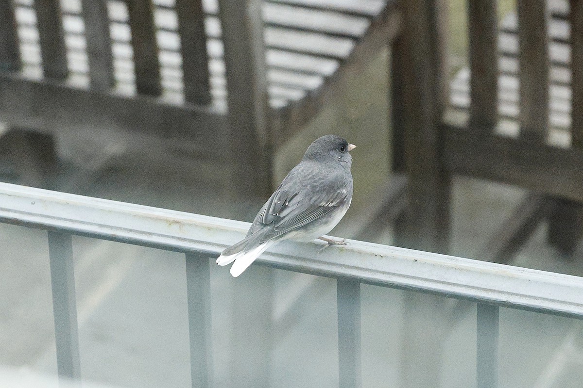 Dark-eyed Junco - ML646581220