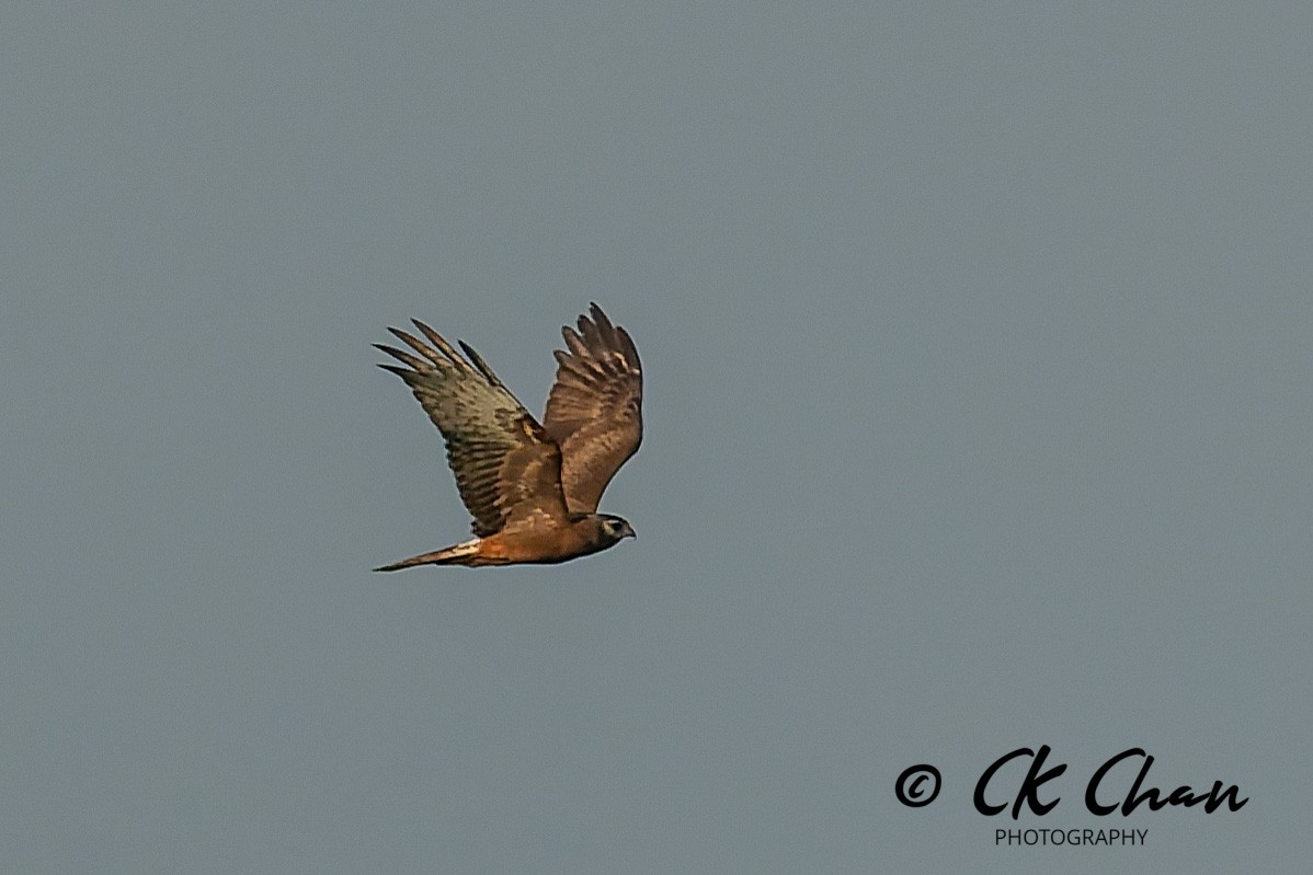 moták černobílý - ML646581221