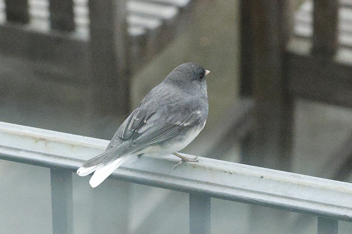 Dark-eyed Junco - ML646581222