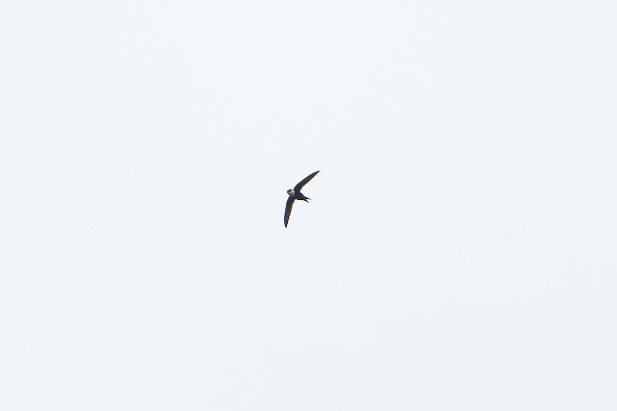 Lesser Swallow-tailed Swift - ML646581223