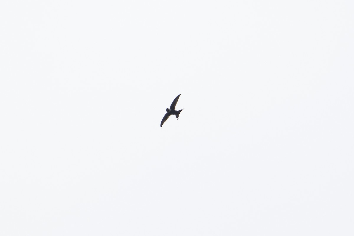 Lesser Swallow-tailed Swift - ML646581224