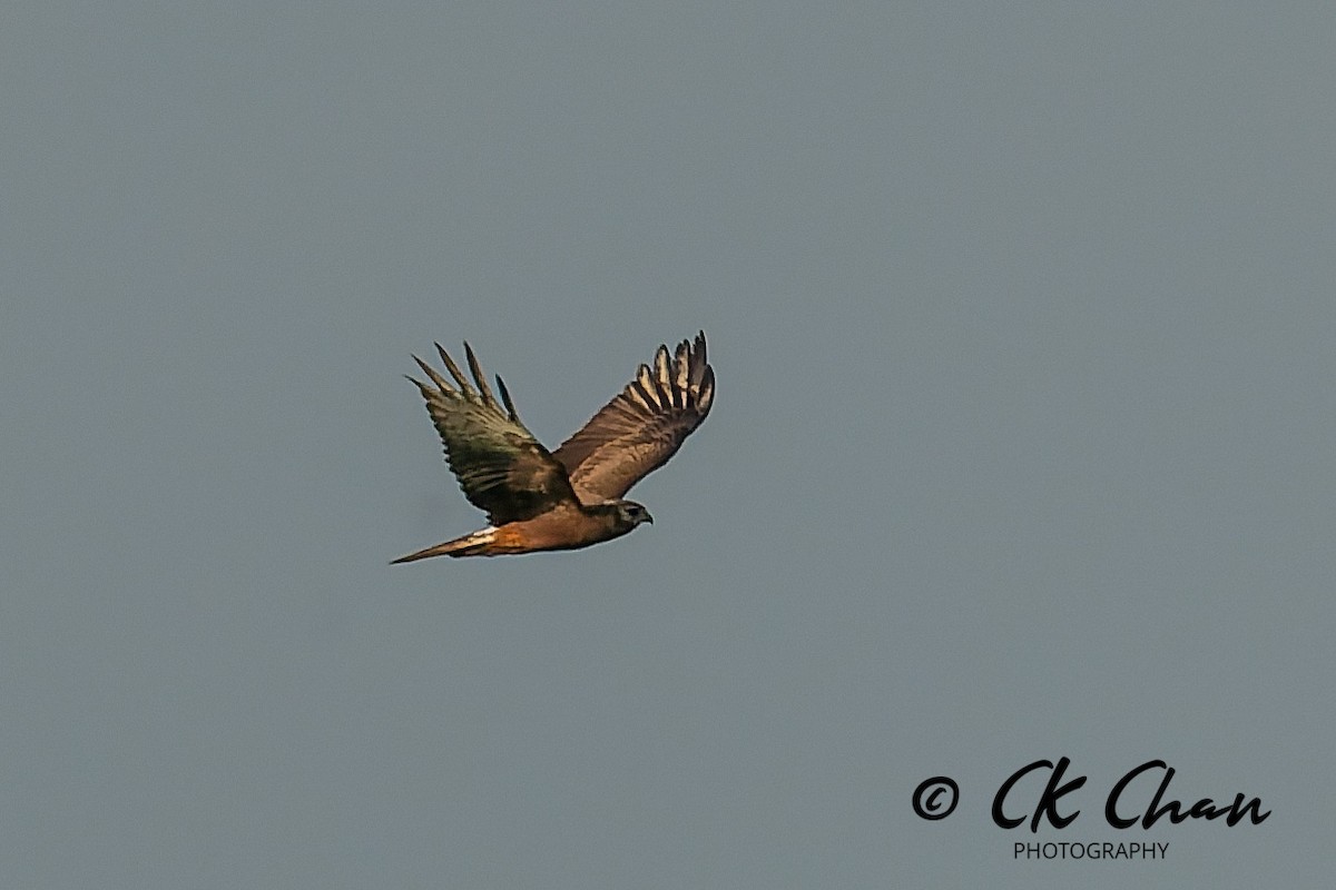 moták černobílý - ML646581225