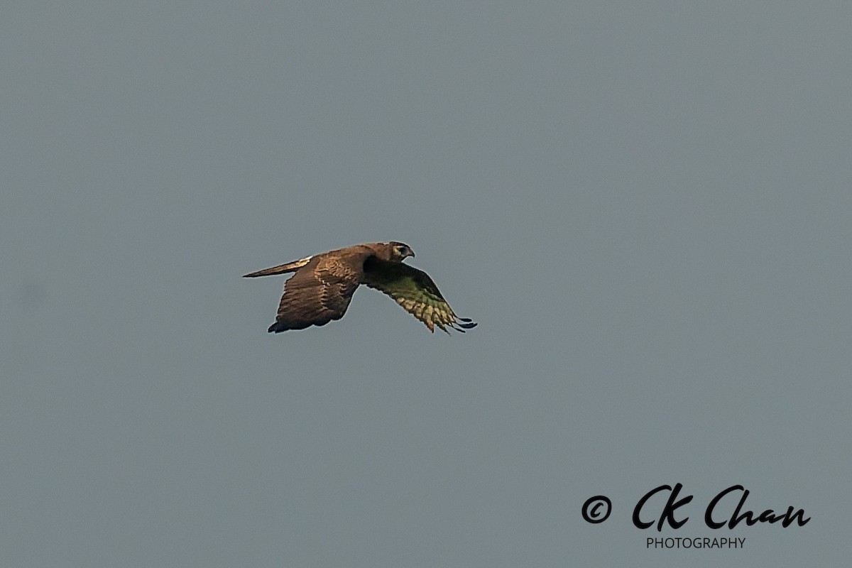 moták černobílý - ML646581228